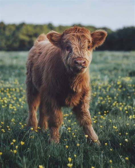 pictures of cute cows|cute cow computer backgrounds.